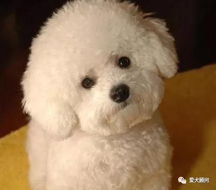 狗子害怕电瓶车？来，教你怎么带狗子克服它！