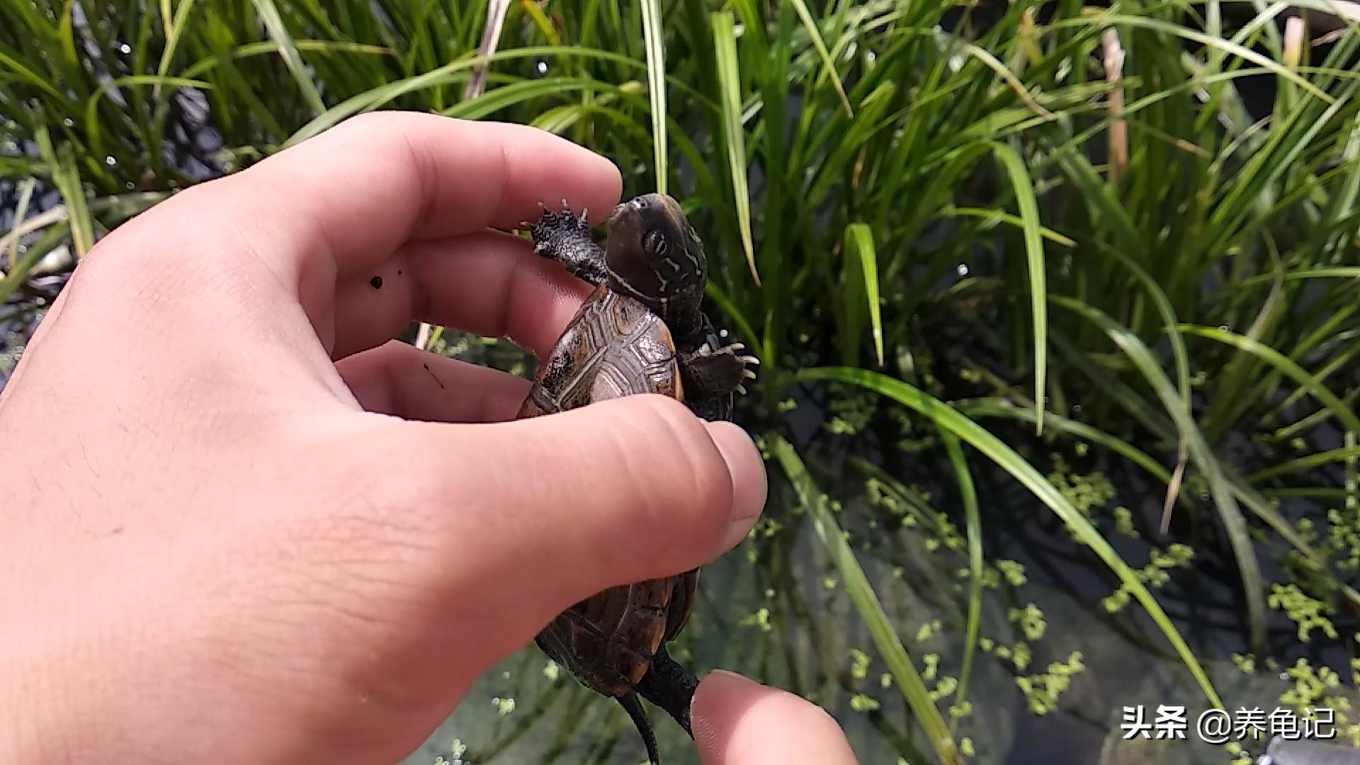 冬天加温的乌龟是温室龟吗,天冷了给乌龟准备些什么