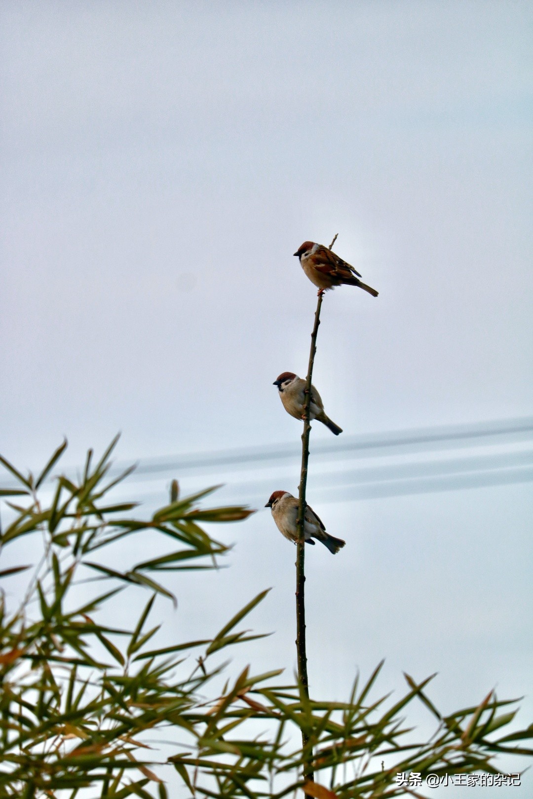 国际爱鸟日天桥岭,国际爱鸟日