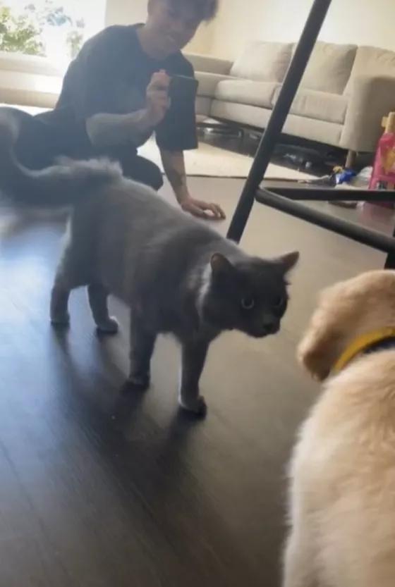 猫咪对金毛狗狗情有独钟，主人干脆买一只回来，这是什么神仙剧情