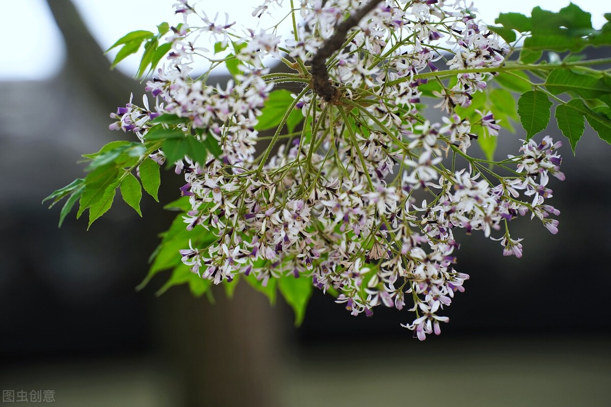 消失的苦楝树为什么很少,苦楝树为什么不长在深山