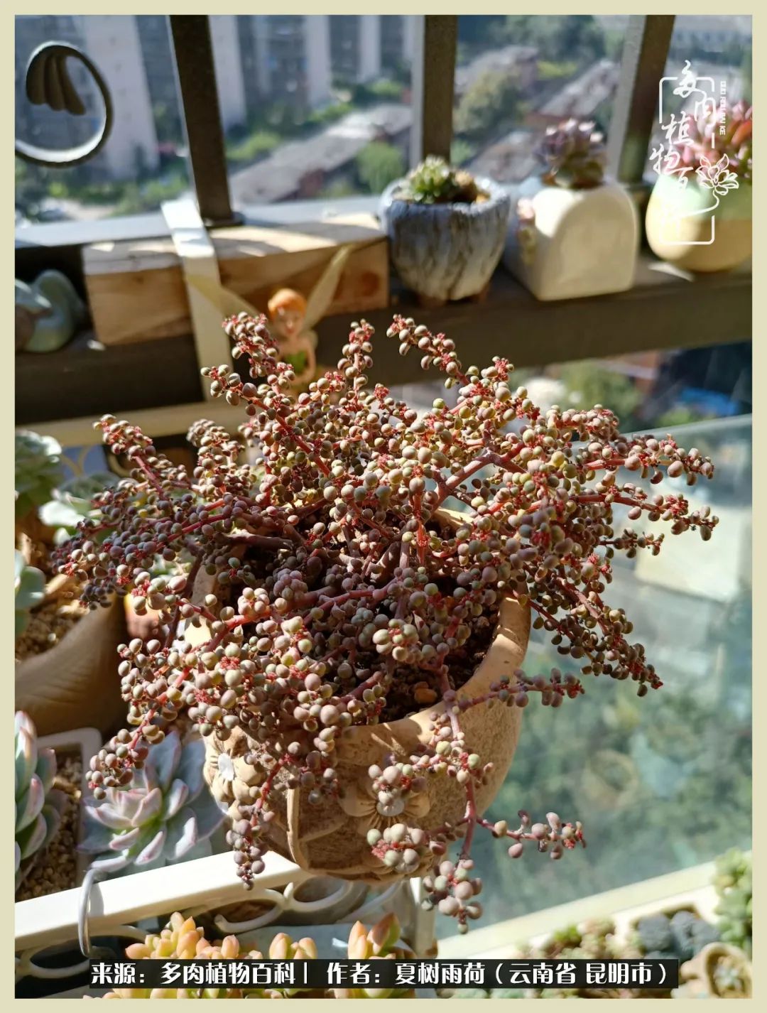 自从养了多肉有了窗台想要个阳台,养多肉10年多