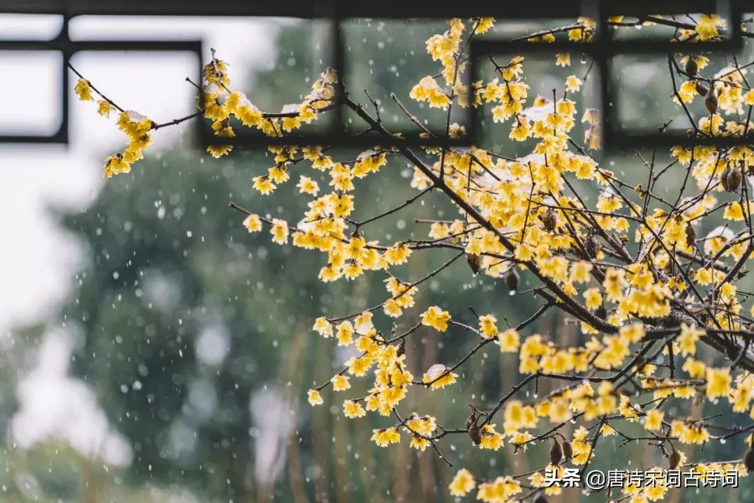 历代文人墨客笔下的梅花,文人墨客笔下的梅花