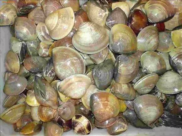 海鲜大全,最全海鲜冷知识