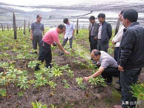 收购纯野生七叶一枝花,现在野生的七叶一枝花很少见