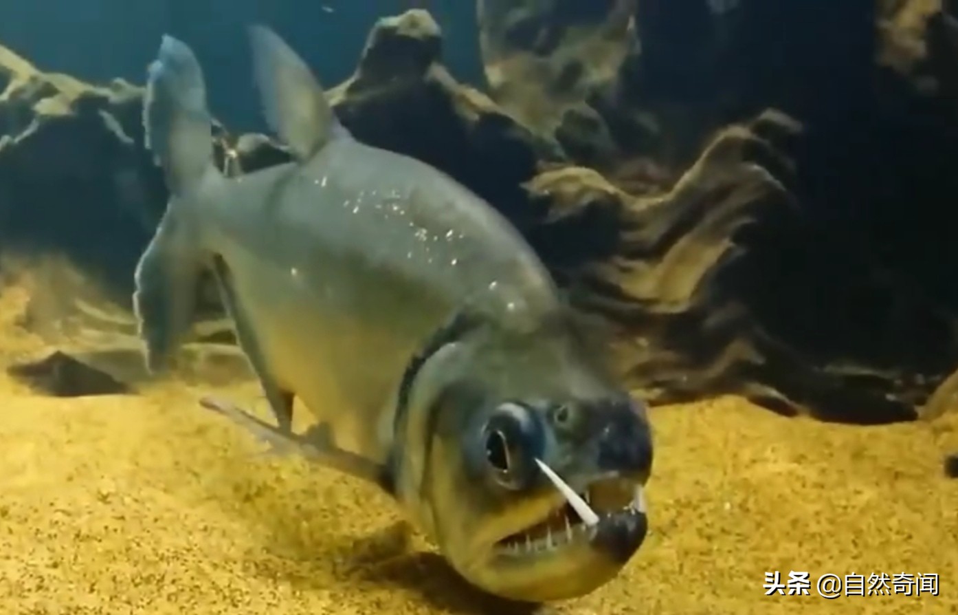 亚马逊十大凶猛植物,巴西亚马逊热带雨林动植物