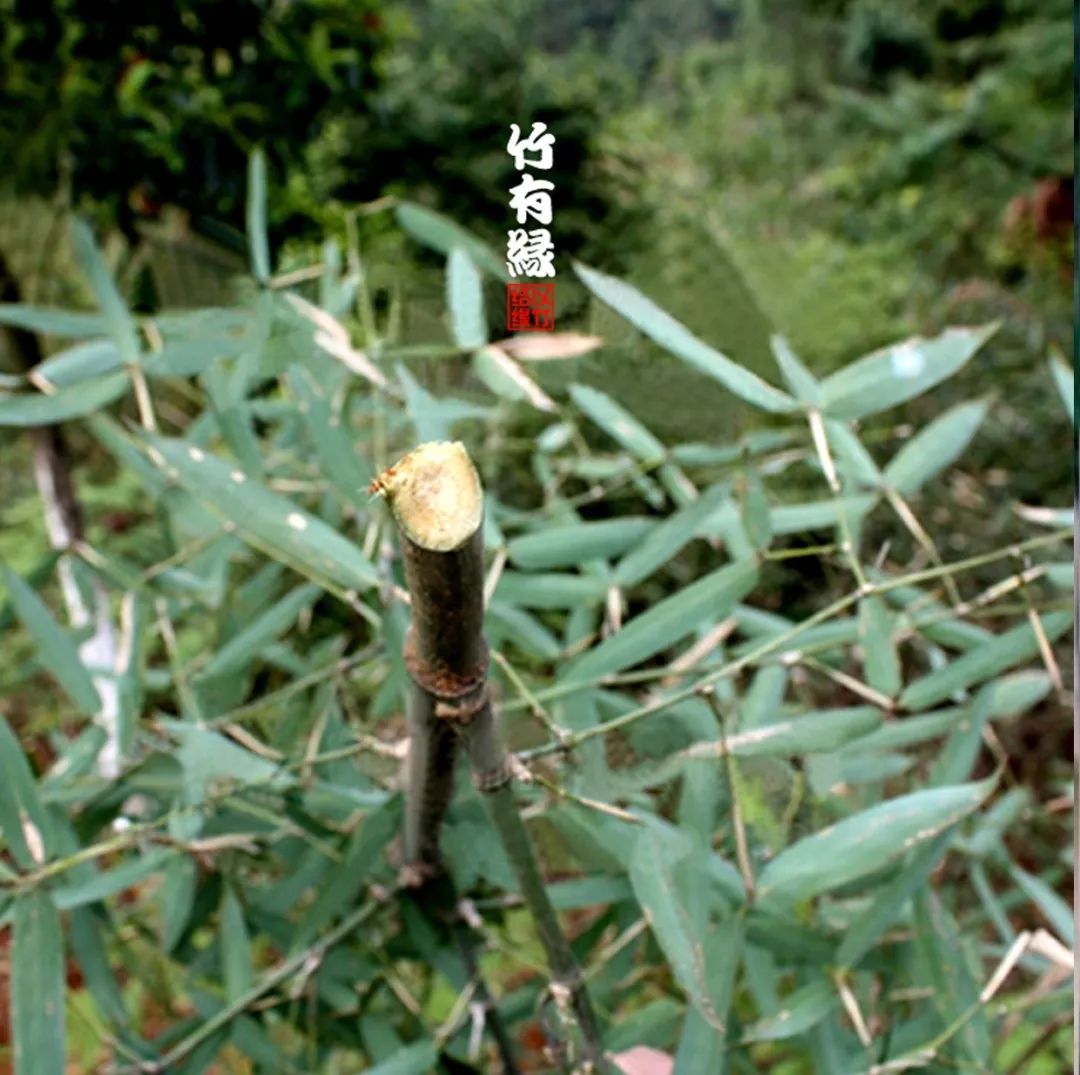 竹子本来就是空心的,竹子本就是空心的