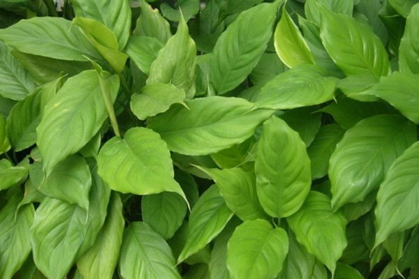 万年青如何养护,万年青植物的养护方法