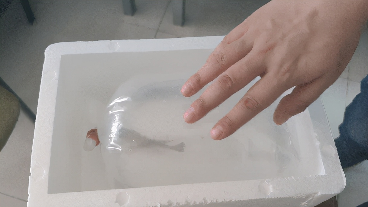 鱼缸搬家攻略视频,鱼缸搬家