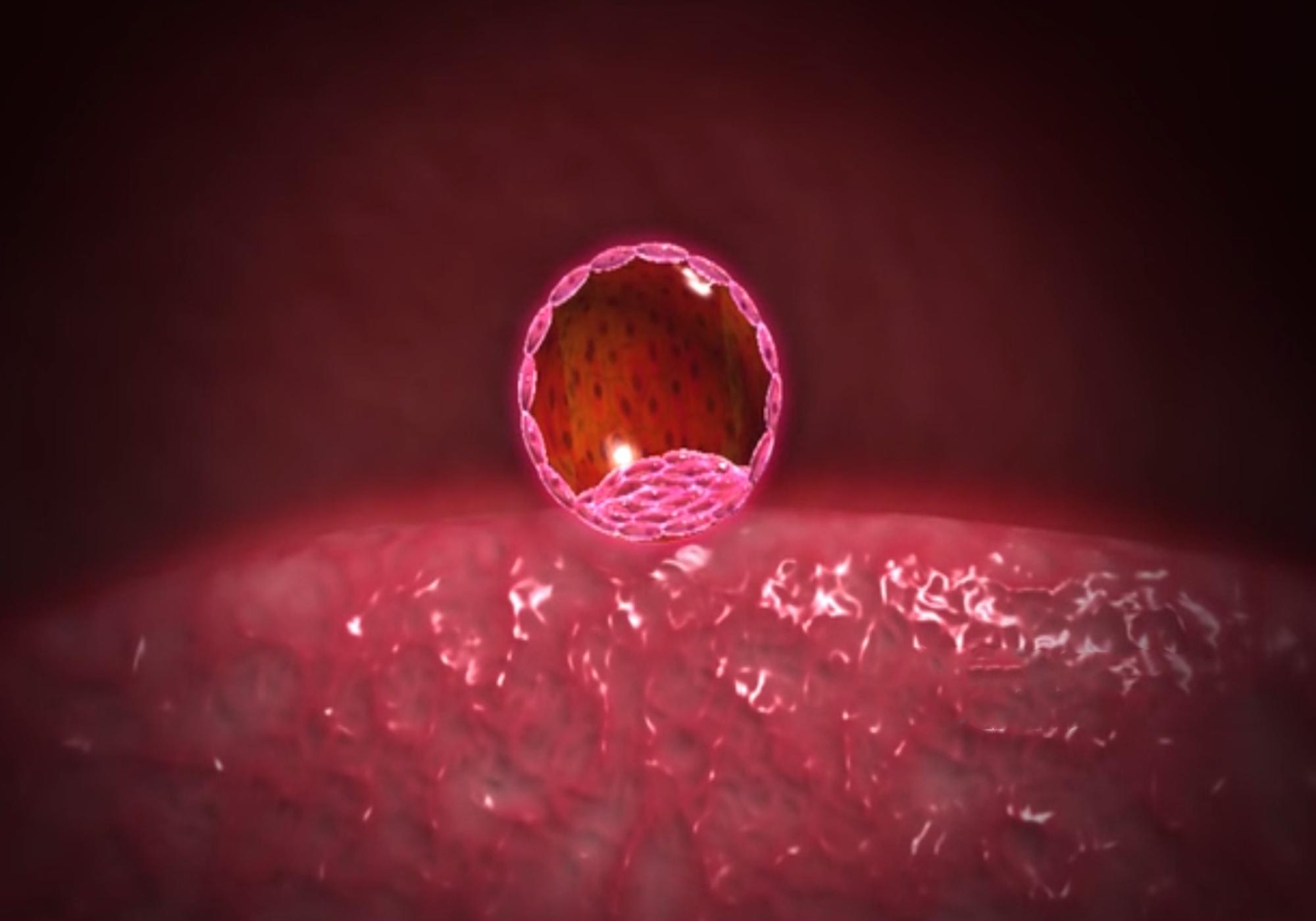 胎心发育全过程高清图,3胞胎孕囊胚胎的发育全过程视频