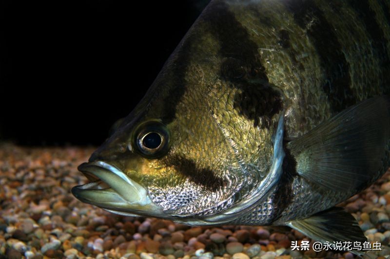 孟加拉银虎鱼是夜行鱼吗,黑色的虎鱼是哪个品种