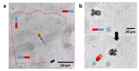 精子治疗癌细胞,精子传输药物