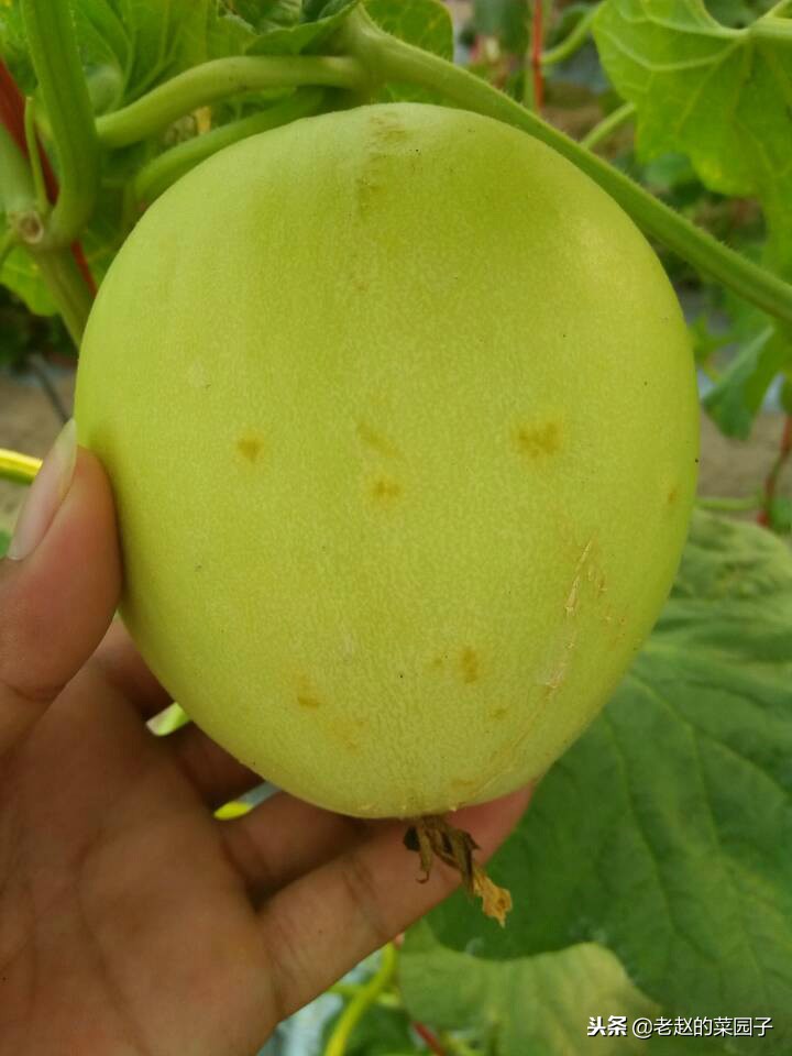 甜瓜霜霉病和细菌性角斑病,甜瓜细菌性果斑病图片