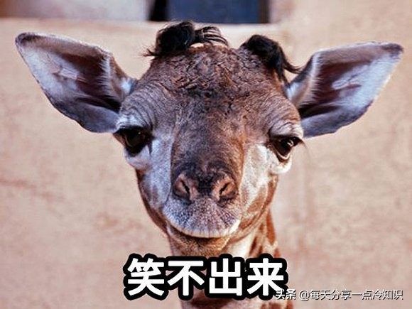 长颈鹿动物冷知识,长颈鹿有趣冷知识