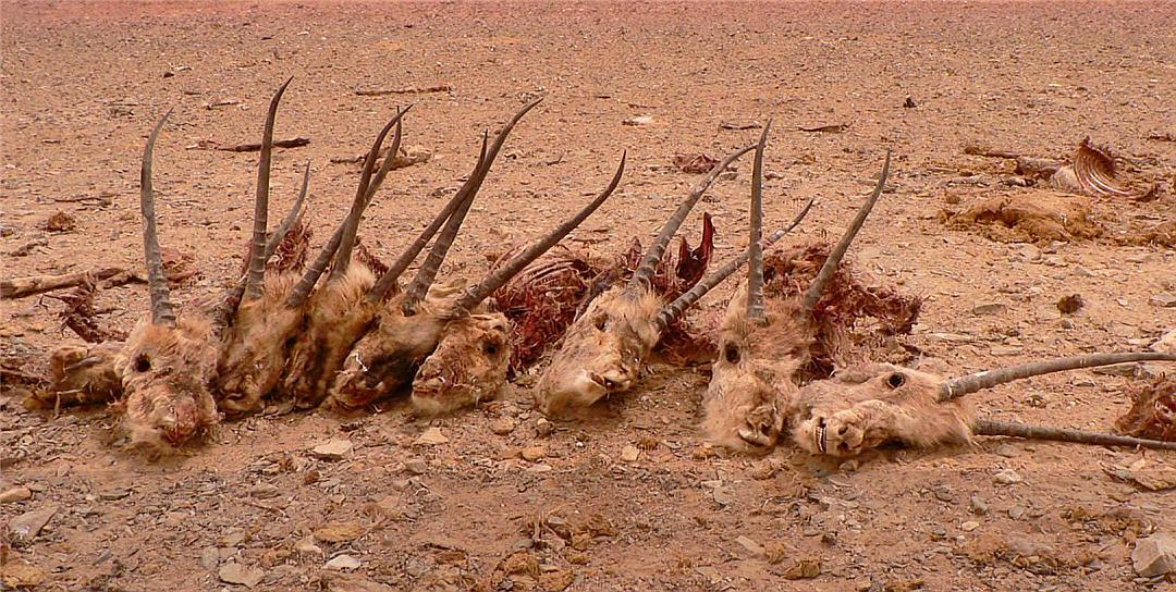 藏羚羊濒临灭绝的现状,现如今藏羚羊面临的危险处境