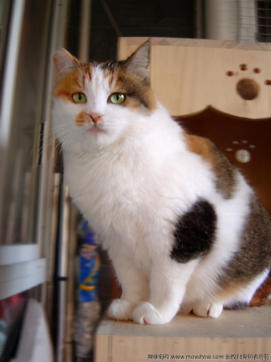 「忘川考据*党**」“相猫有术”——《相猫经》