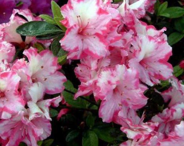 杜鹃花骨朵干枯枝叶茂盛的原因,杜鹃花如何养才会长得更旺盛