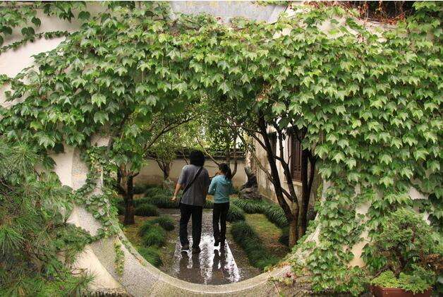 最重要的绿化植物之一，爬山虎的优点到底有哪些？