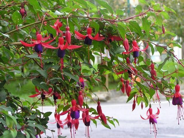 春节灯笼花,适合过年的灯笼花