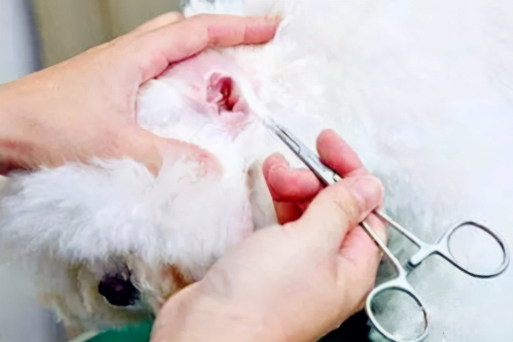 比熊犬为什么有水锈,比熊犬泪痕比较重怎么治