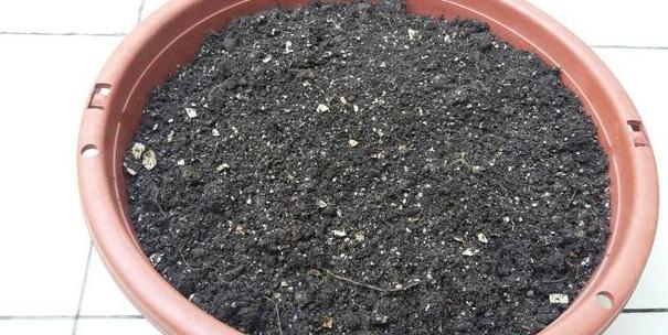 盆栽土的表面发霉要不要紧,盆栽新土怎么处理