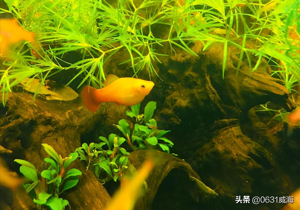 鱼缸中氧气的作用,鱼缸里的氧气怎么正确使用