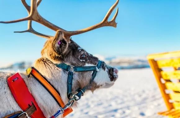 鎸▉娴疯竟灏忓矝,鎸▉灏忓矝涔嬫梾