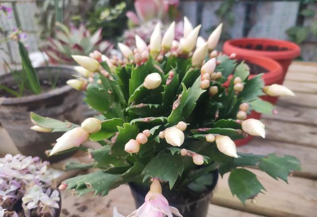 家庭养花技巧大全及养护方法,家里养花怎么养不活是家运不好吗