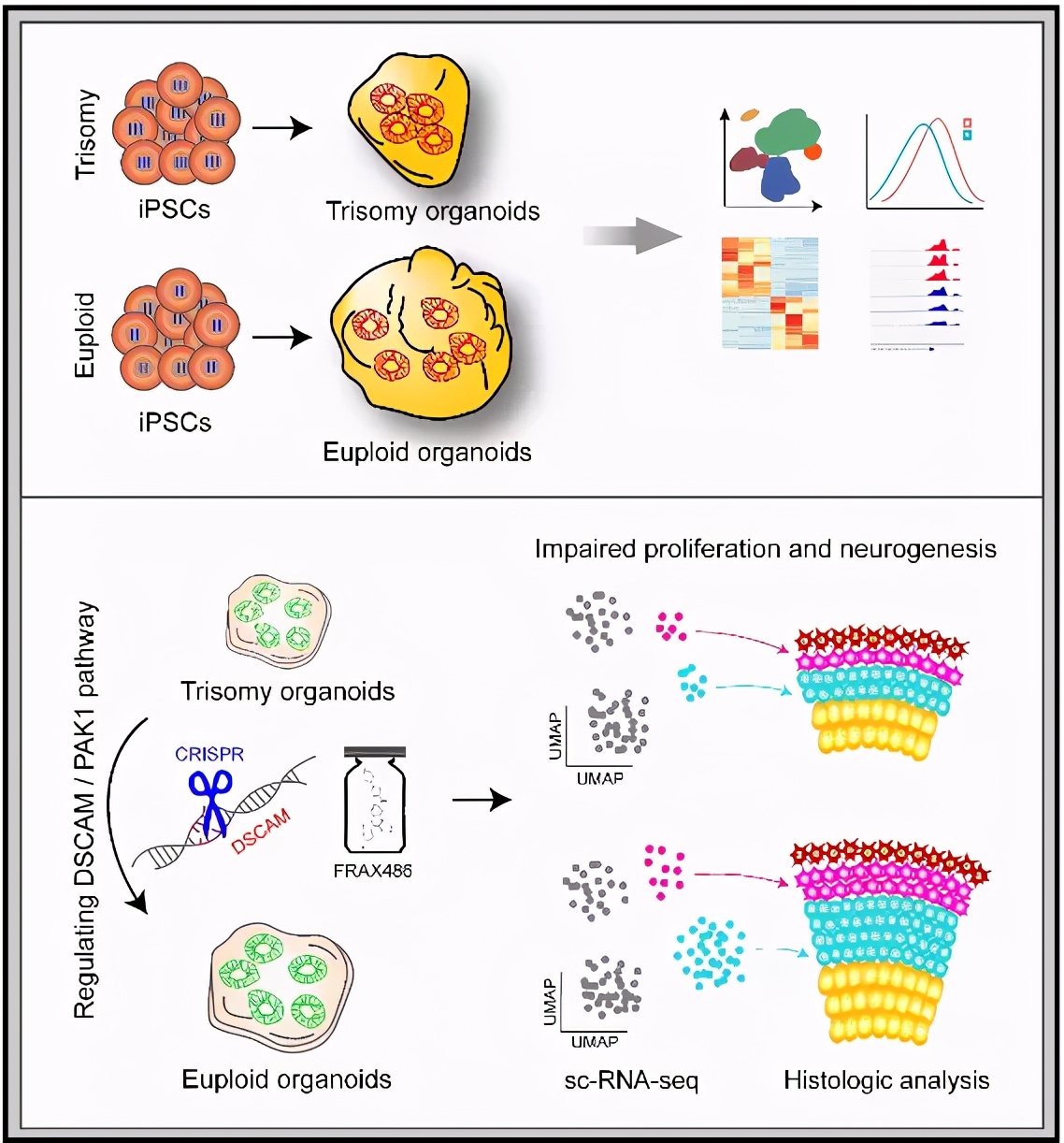 脑科学日报,脑科学日报记忆方法