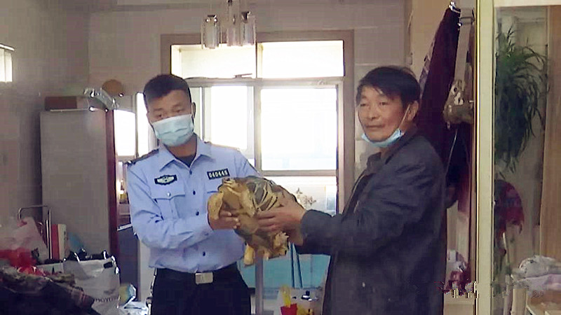 中国野外发现陆龟,中国珍稀陆龟