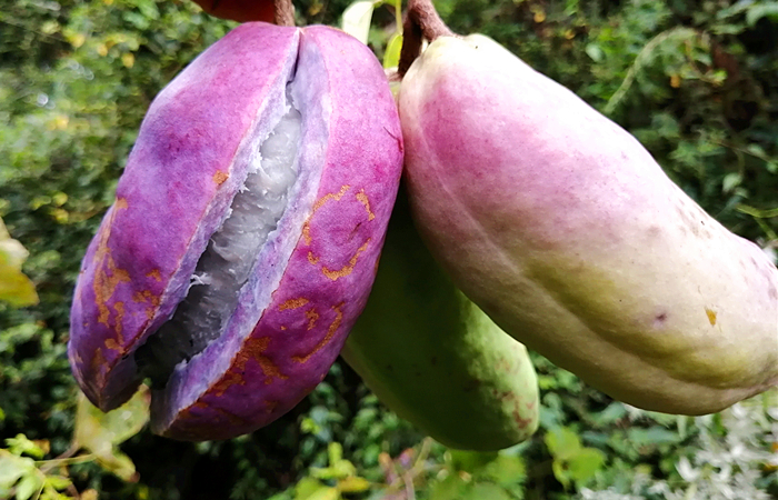 香蕉和野生香蕉,野生香蕉和普通香蕉