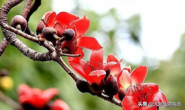 各市市花是哪些花呢,市花大全及其意义