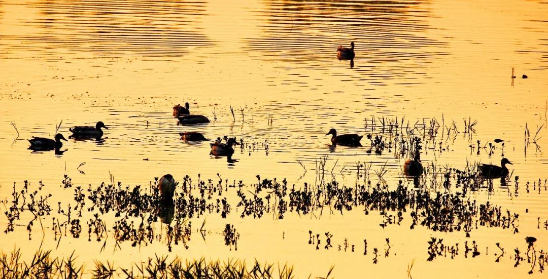 全国林草生物多样性保护成就展,林业生物多样性保护