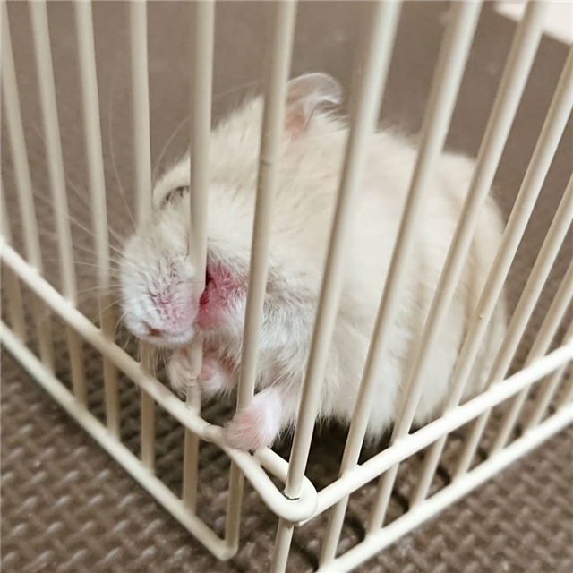 仓鼠老是喜欢咬笼子喜欢装角落,仓鼠怎么防止撕咬笼子窝