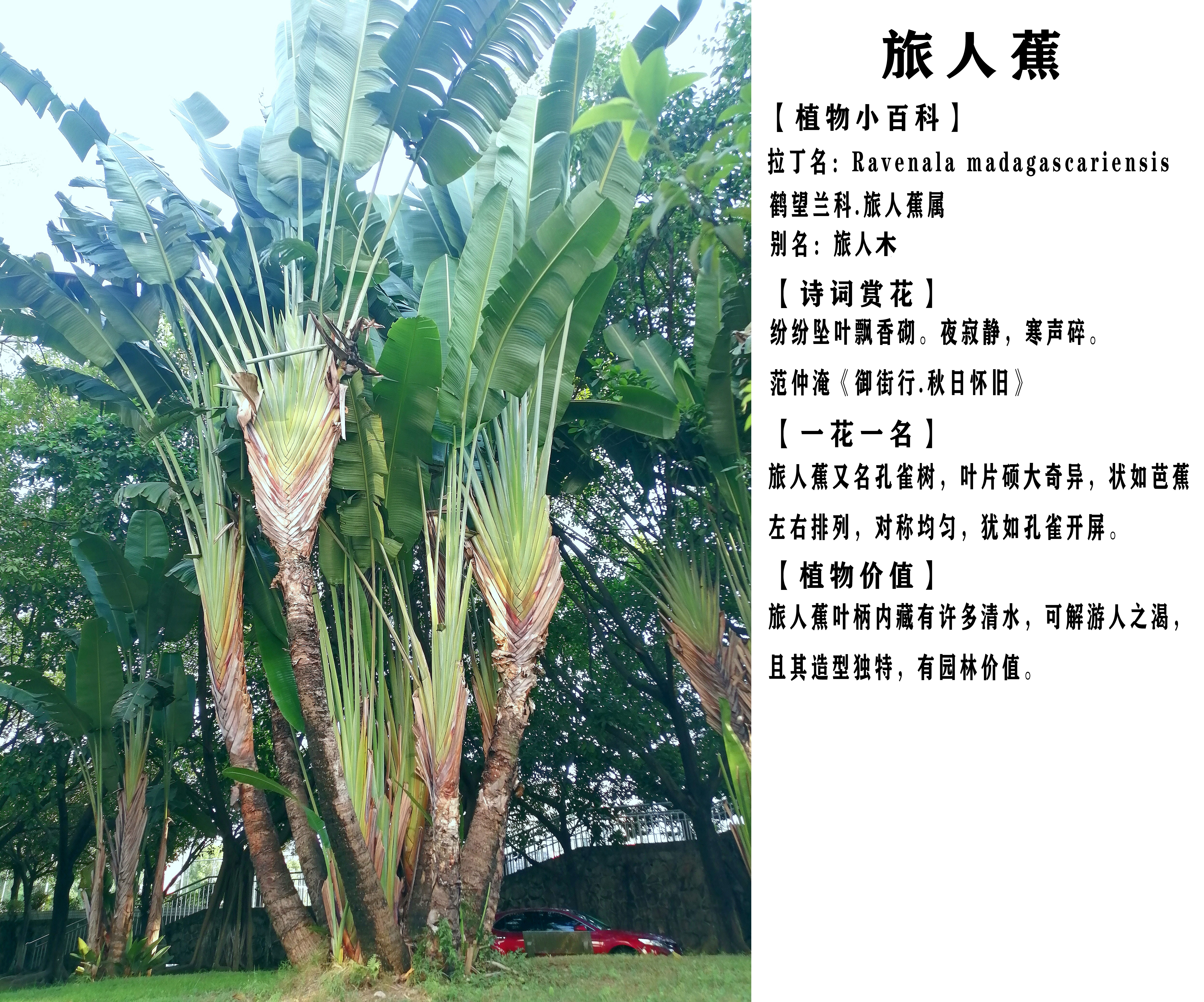 植物树旅人蕉,旅人蕉很相似的植物