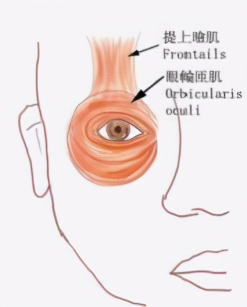 上眼皮松弛怎么锻炼,上眼皮下垂松弛严重