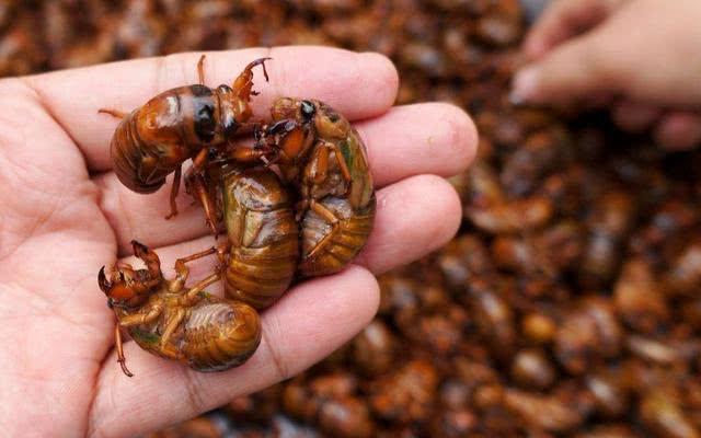 知了猴吃多了对身体有坏处吗,吃知了猴对身体好不好