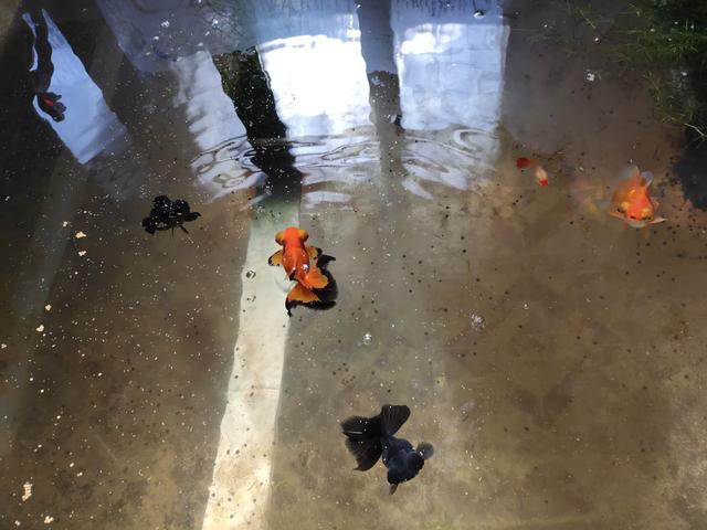 水池养锦鲤养不了多久就会死了,养的小锦鲤老是死什么原因