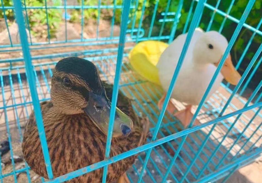 秦皇岛这只网红猫日常“巡逻”你见过吗？岛上还有这些撸猫好去处~