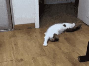 猫咪意外中毒怎么办,猫咪中毒怎么解救