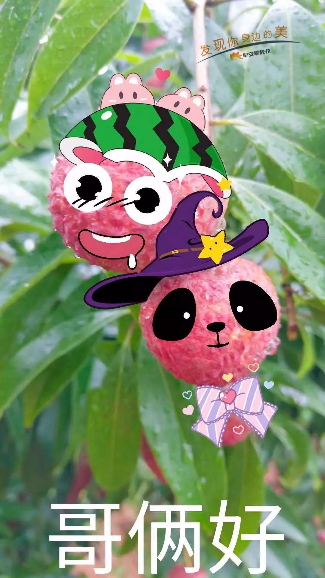 攀枝花哪种水果好吃 (攀枝花两种美味水果)