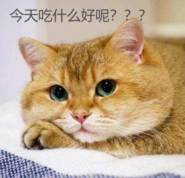 猫咪厌食的原因和解决方法,猫咪突然吃猫粮吃得很少怎么办