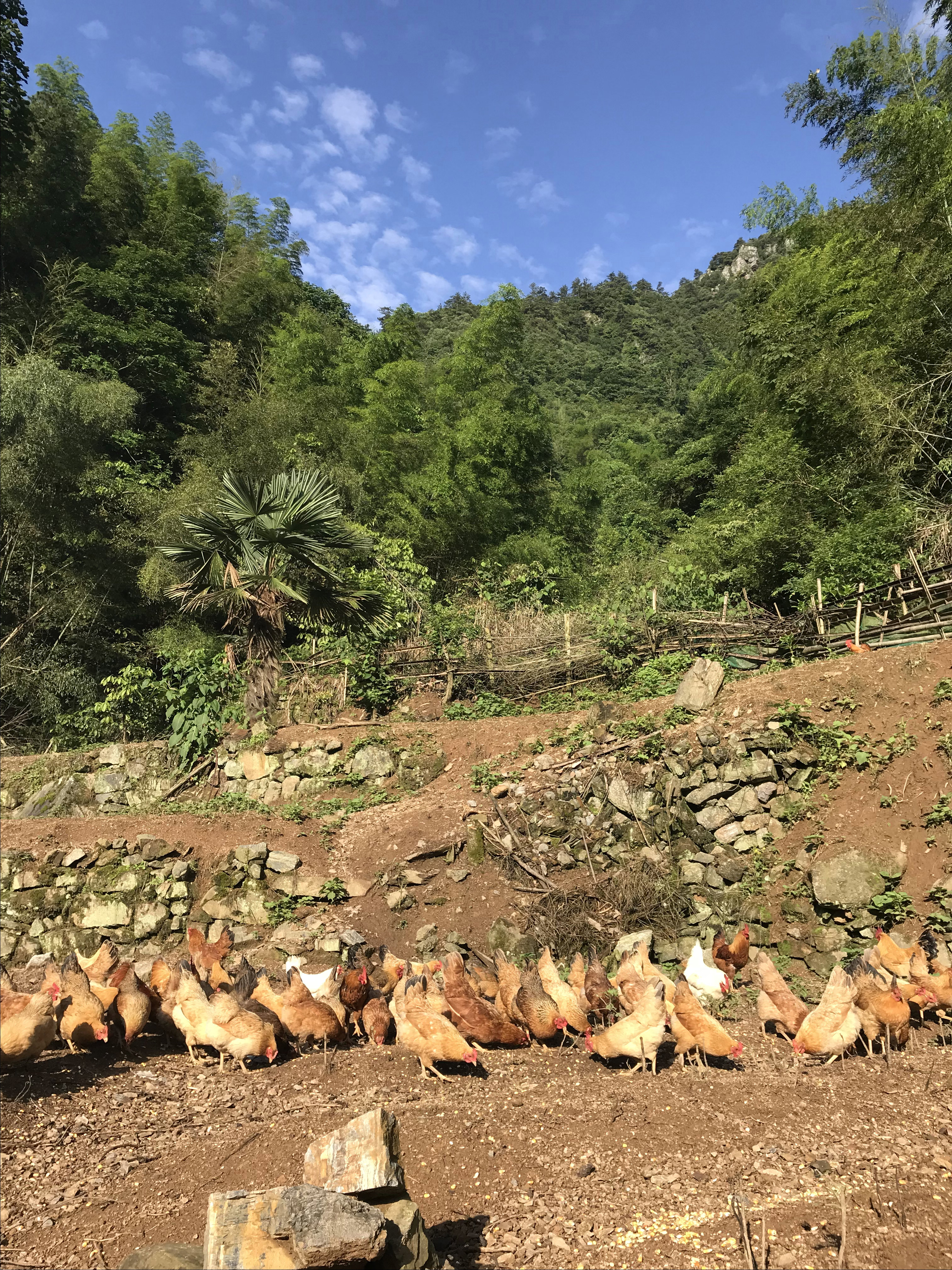 养殖2000只土鸡的成本与利润,怎么养土鸡赚钱