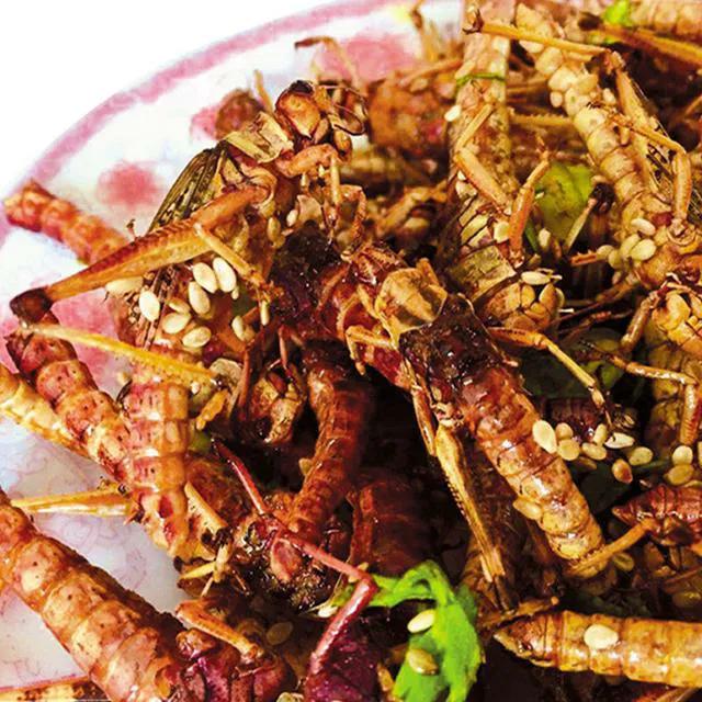 草蜢和蚂蚱都吃什么,蝗虫和蚂蚱的区别草蜢