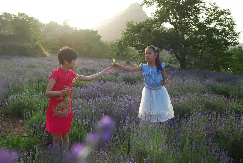 紫色胜境美翻了，世界第三大薰衣草芳香小镇竟然就在山东潍坊