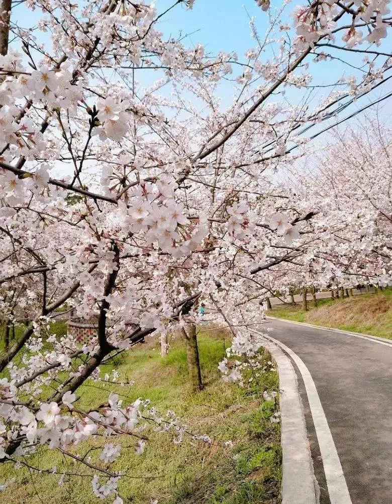 去日本观赏樱花最佳去哪个岛,去日本观赏樱花可能去什么岛