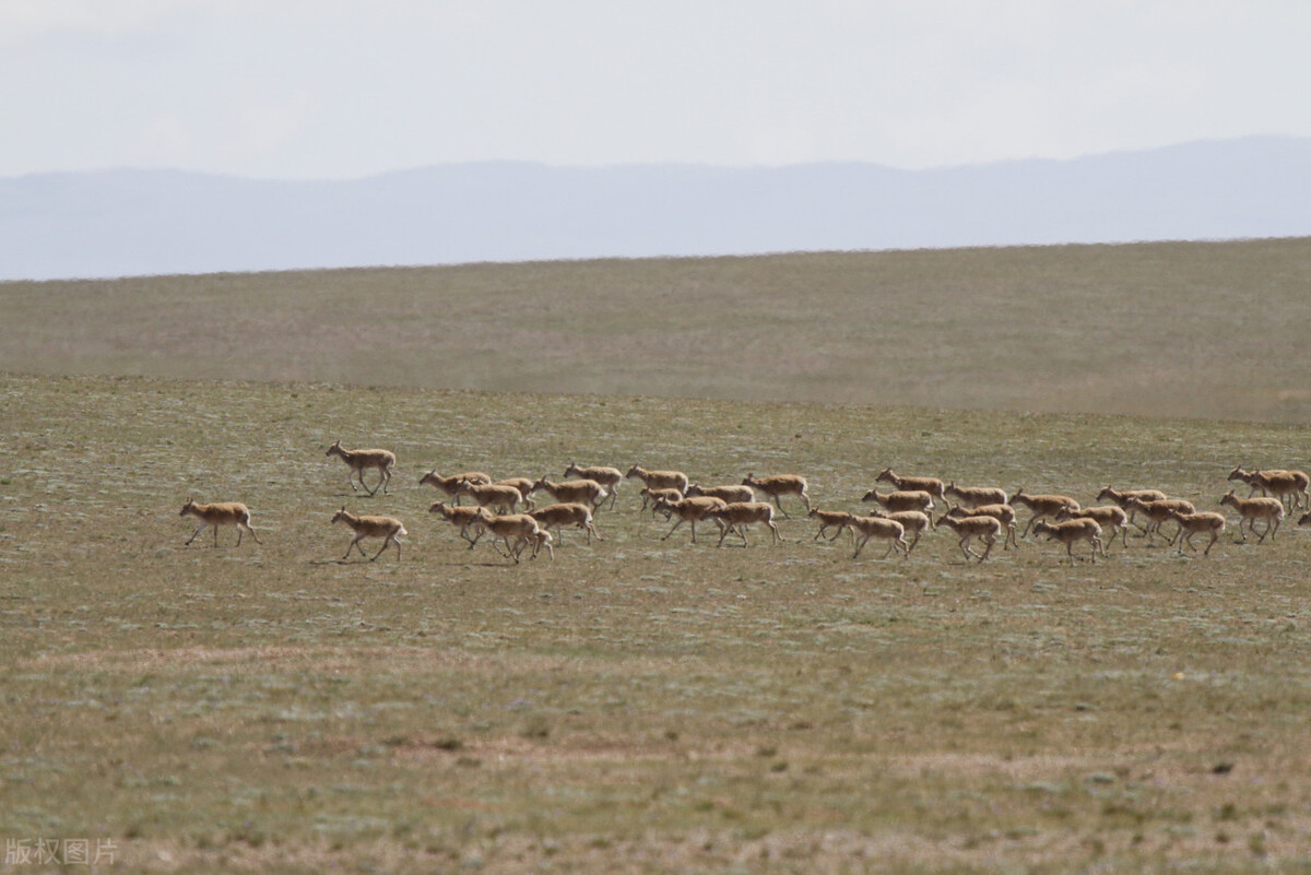 雌性伟大,雄性薄情,藏羚羊的交配和繁殖,奇怪的知识又增加了