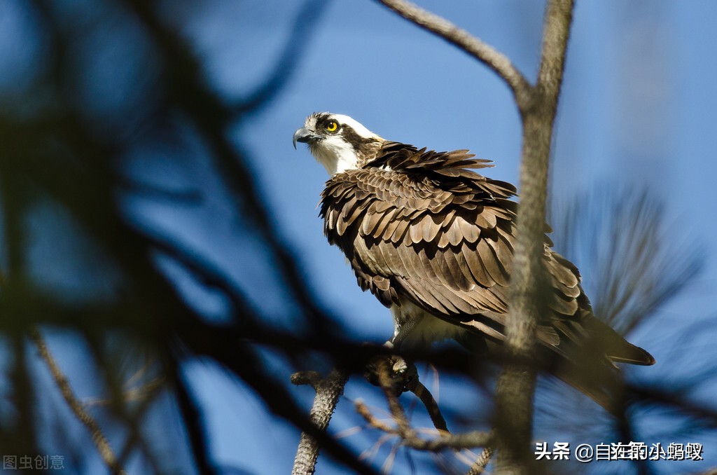 毒蛇最怕动物是什么,遇到毒蛇有哪些解决方法