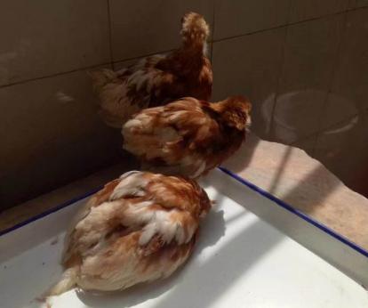 鸡冠萎缩咋得的,鸡冠单独肿胀是什么原因怎么治疗