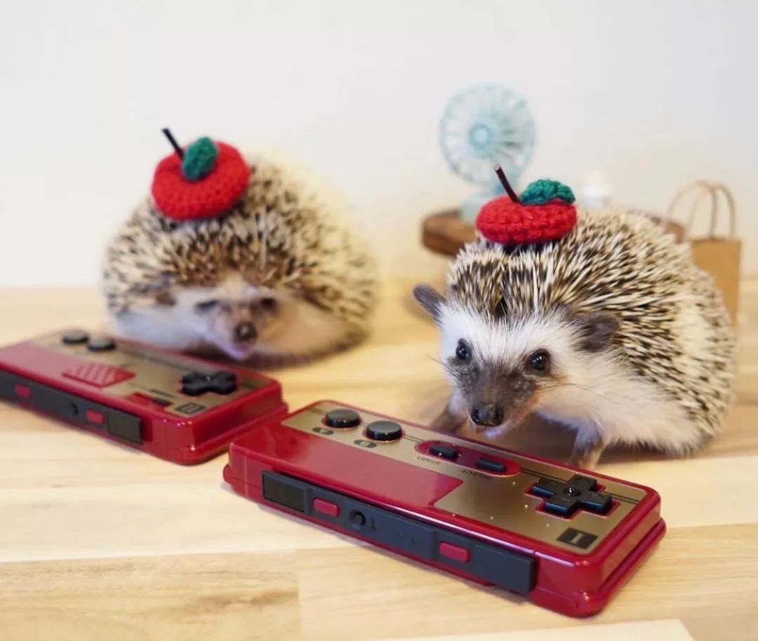 养一只戏精宠物是什么体验,养了一只小狐狸是什么体验